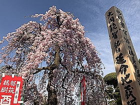 開帳塔婆と桜
