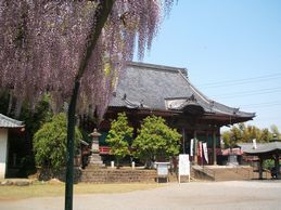 観音堂と藤の花