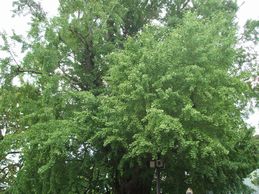 樹齢数百年の銀杏の木