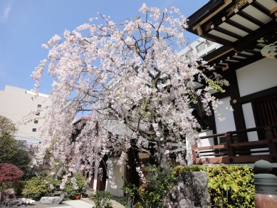 境内の桜