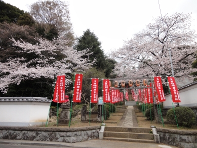 桜と開帳のぼり旗