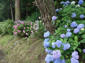 巡礼道のアジサイ