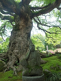 如意輪観音像とコミネカエデ