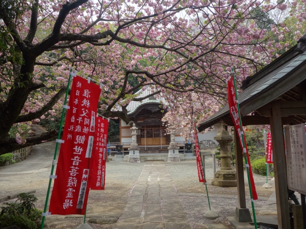 桜と本堂