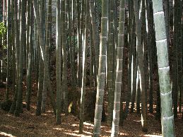 竹林その１