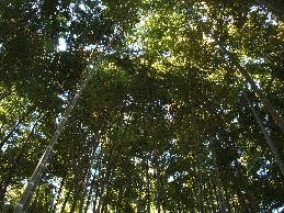 竹林その２