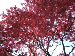 観音様のいらっしゃる場所を教えてくれた紅葉の木