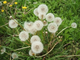 恩田川沿いのタンポポ