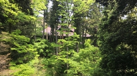 あお若葉と本堂正面