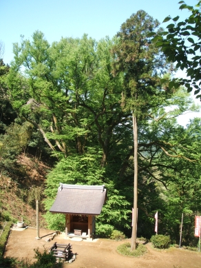 長寿桂と遥拝殿