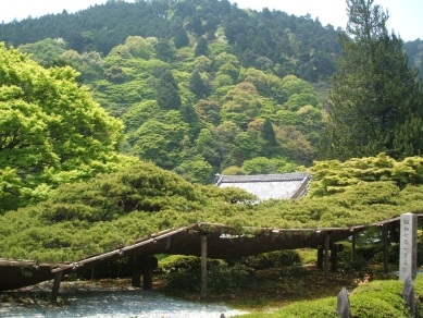 遊龍の松と新緑
