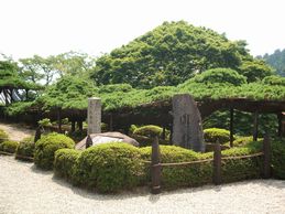 天然記念物の松