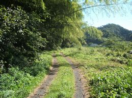 林道のような道