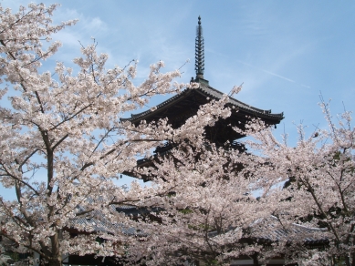 三重塔と桜