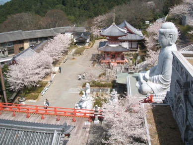 大釈迦如来石像と桜